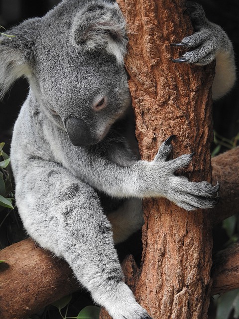 picture of koala hugging tree