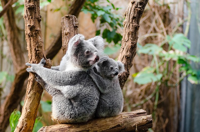 mom and baby koala bear