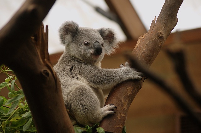 koala bear climbing tree