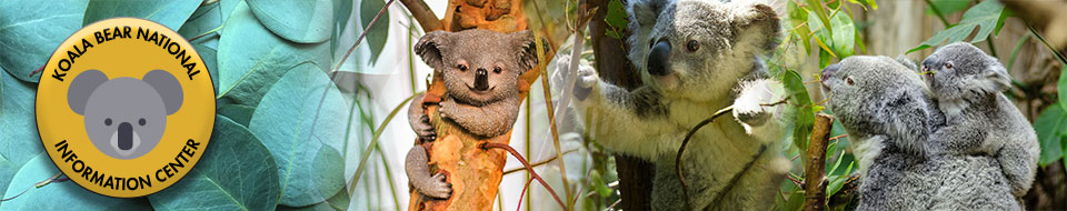 image of web banner for koala site.